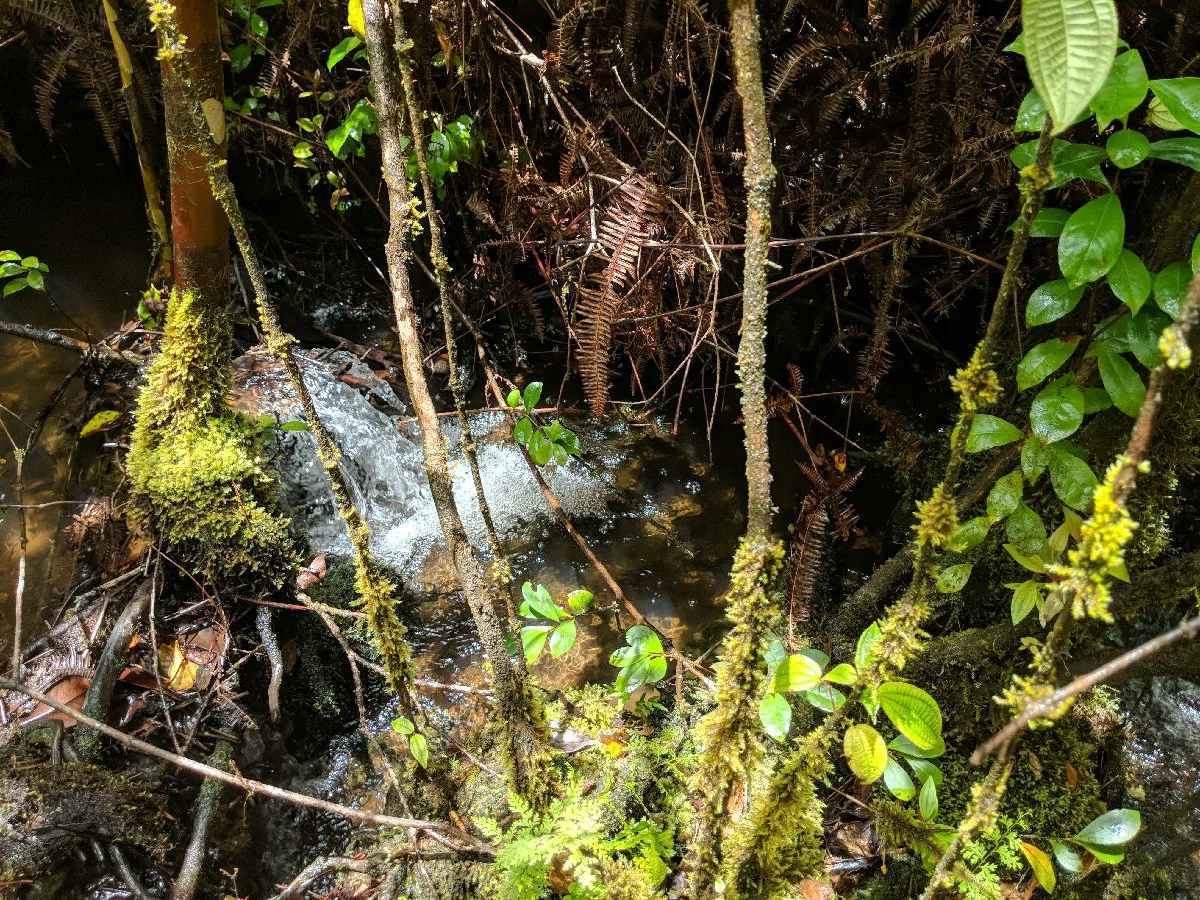 Kūkūau Community Forest, Hawaiʻi Island — Hawaiʻi Land Trust